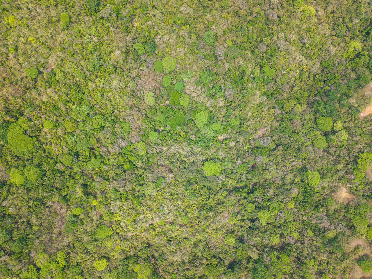 San Juanillo Farm | Large-Scale Ocean View Land with Investment Potential