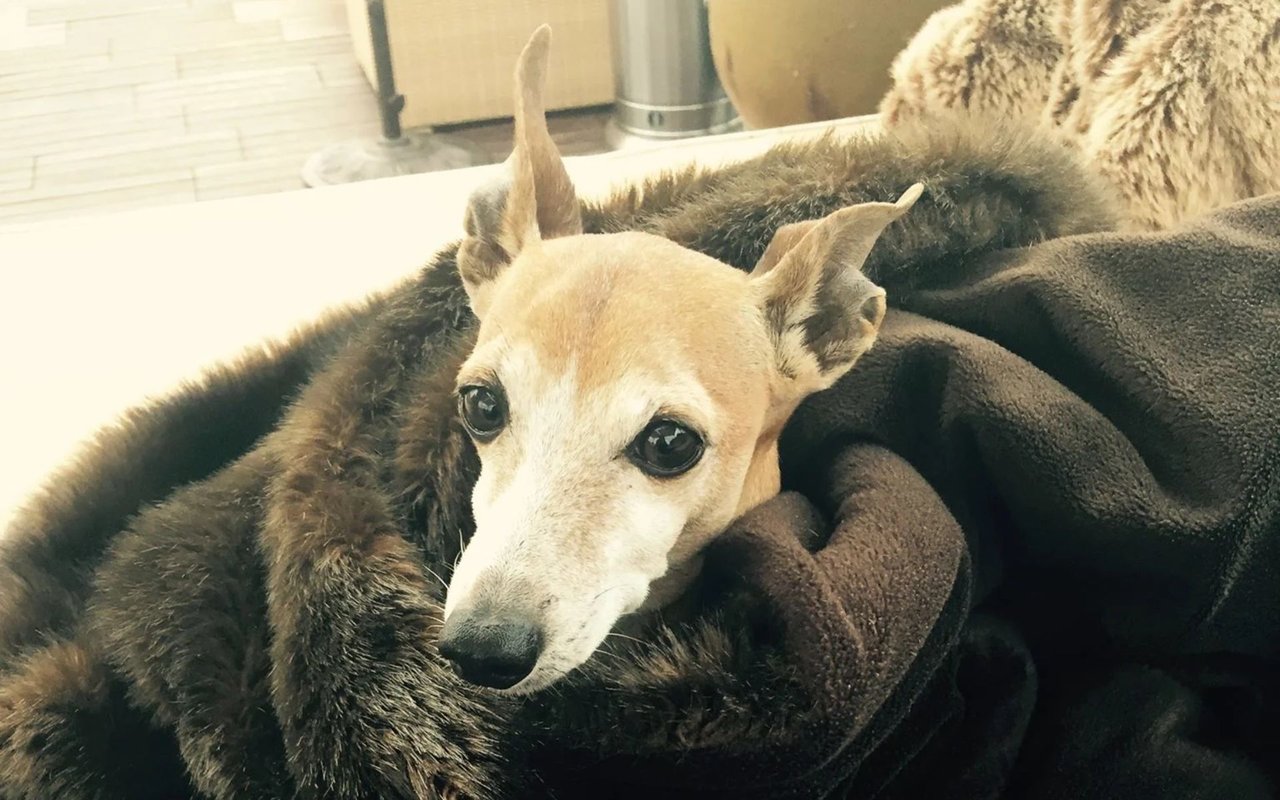 Small tan dog rests among dark coats and blankets, with another bundled dog behind it.