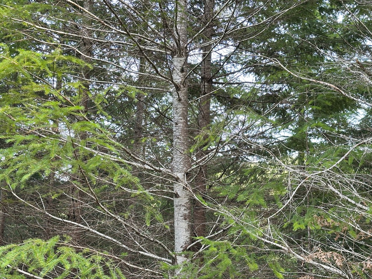 ARC Woods