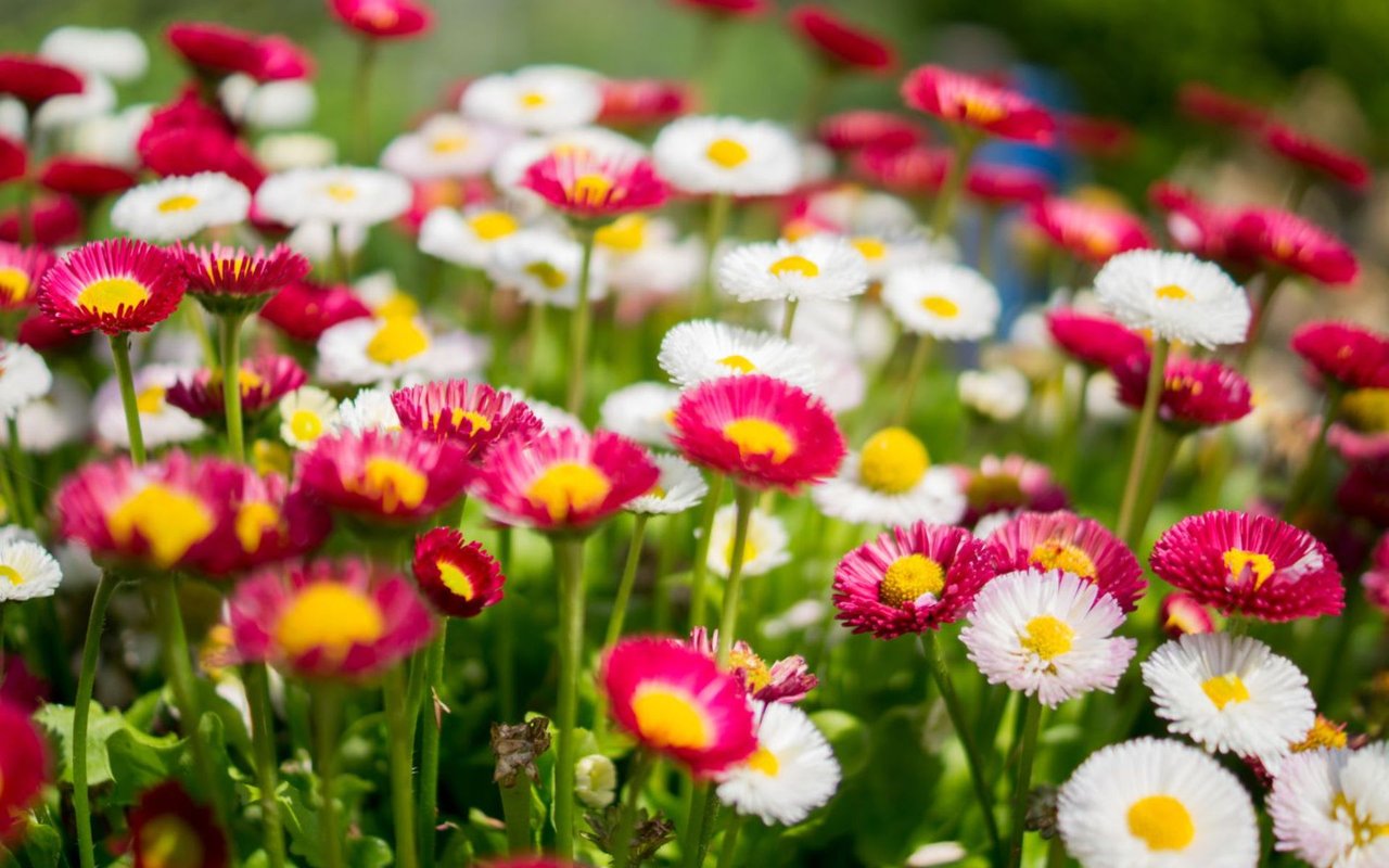 Jen’s Gardening Guide – Summer Harvest