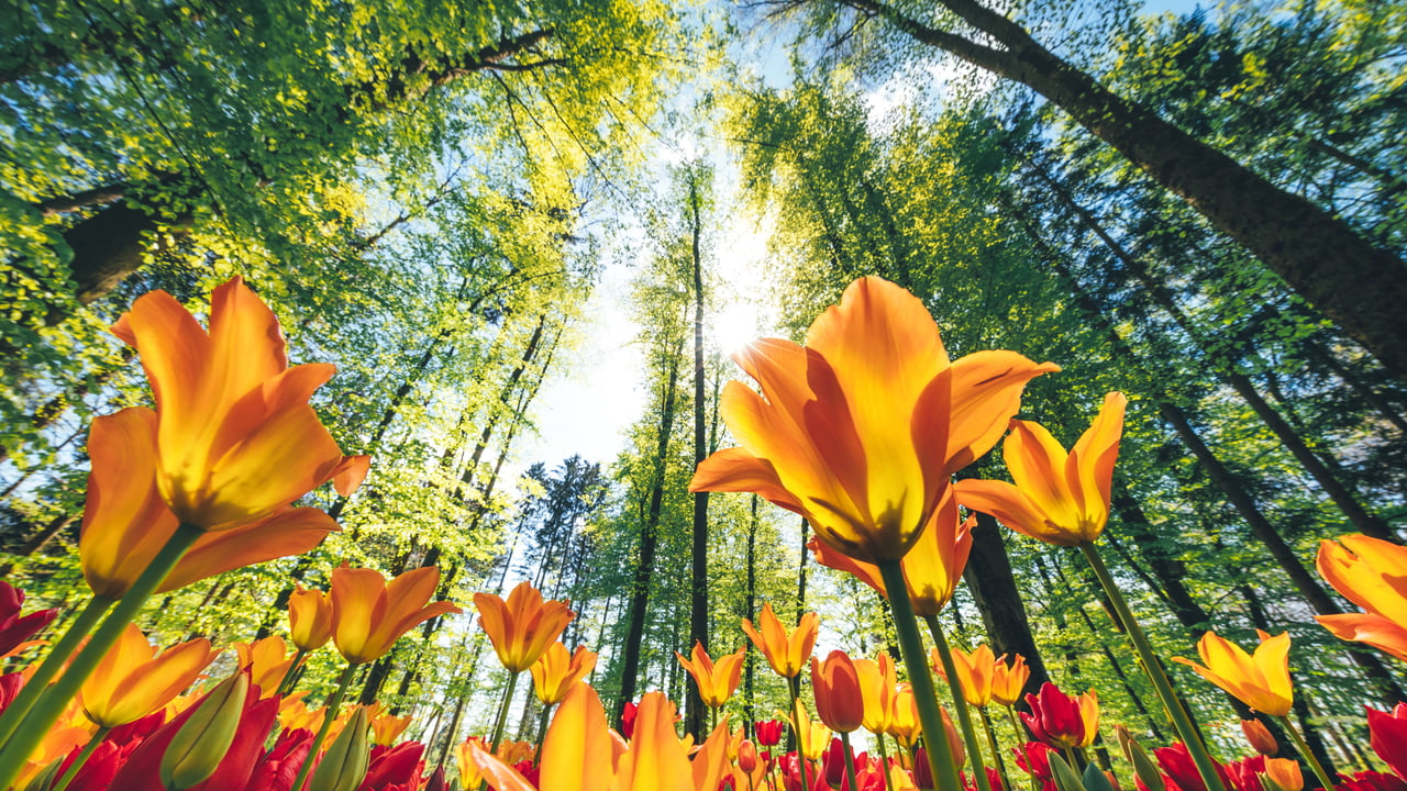 Beyond the Spring Rush: A Trusted Realtor’s Guide to Summer Opportunities in Evergreen & Silver Creek