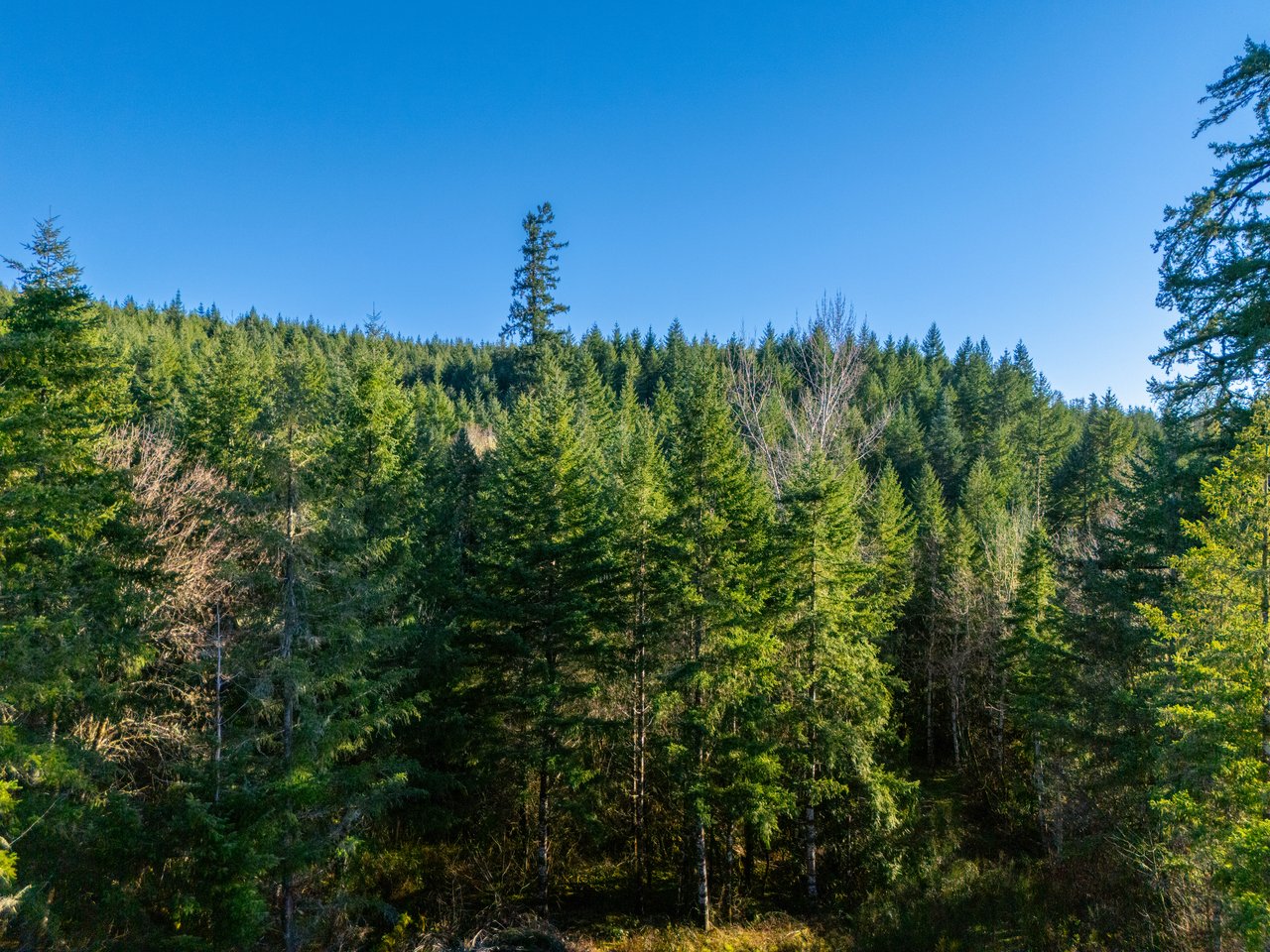 Liberty Forest Auction