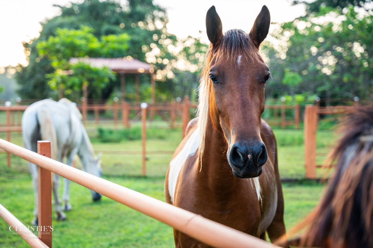 Finca Sweet Prince – A Private Equestrian Estate of Unmatched Elegance