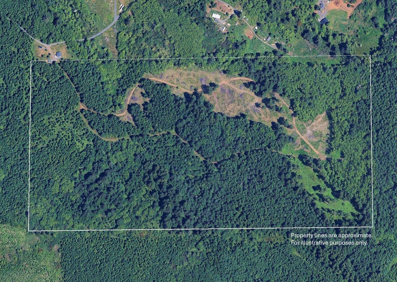 Marion Woods - Auction