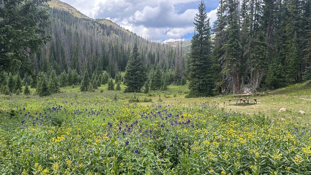 Driving Into the Wild: A Sensory Journey Along Old Fall River Road