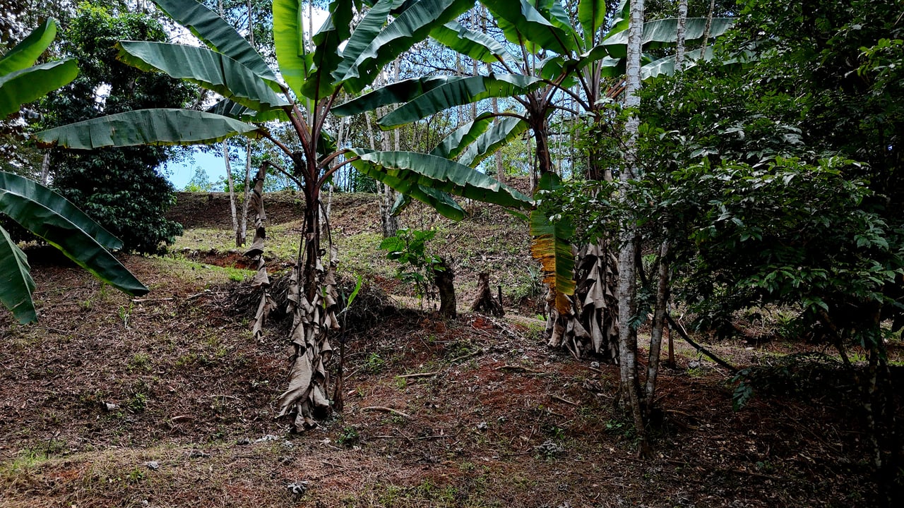 Beautiful mountain view land located in a quiet community in Ojochal. 