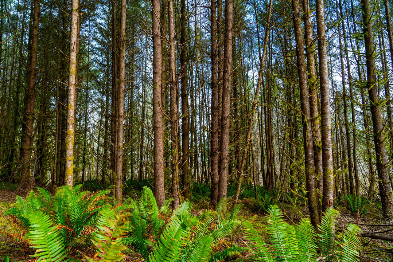 Waite Creek Woodlands