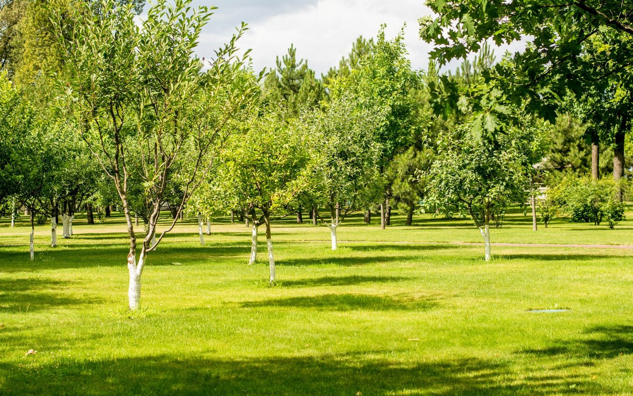 A sunny park with rows of leafy trees and a broad green lawn.