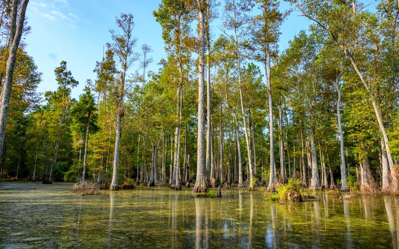 Wooded swamp with tall trees reflected in shallow, algae-covered water.