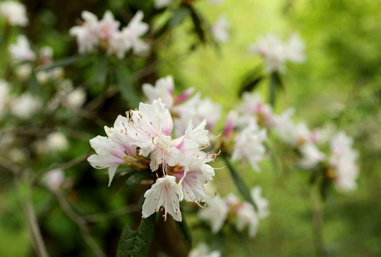 Where to See Rhododendrons in Bloom in Sonoma County
