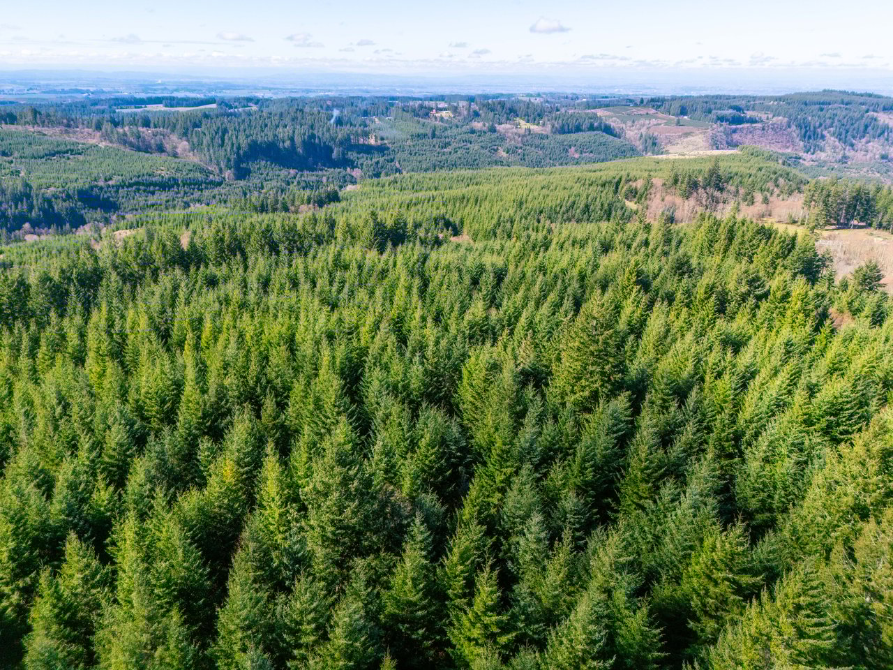 Marion Woods - Auction