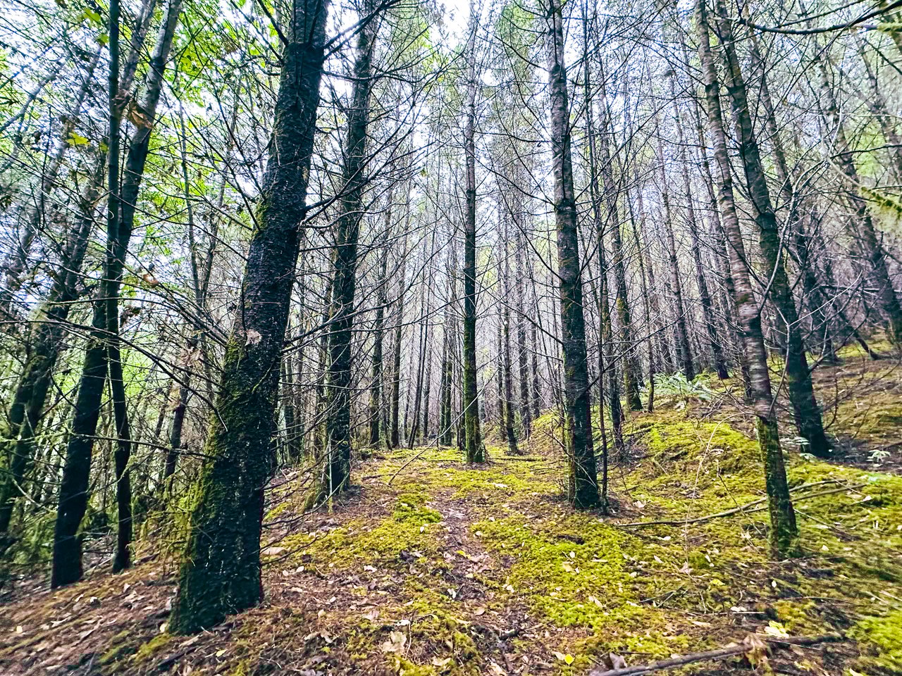 Little Forest