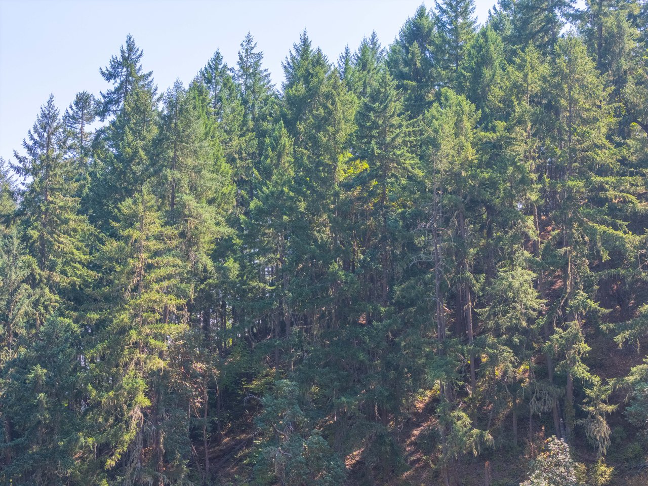 STRICKLAND BOULDER FOREST