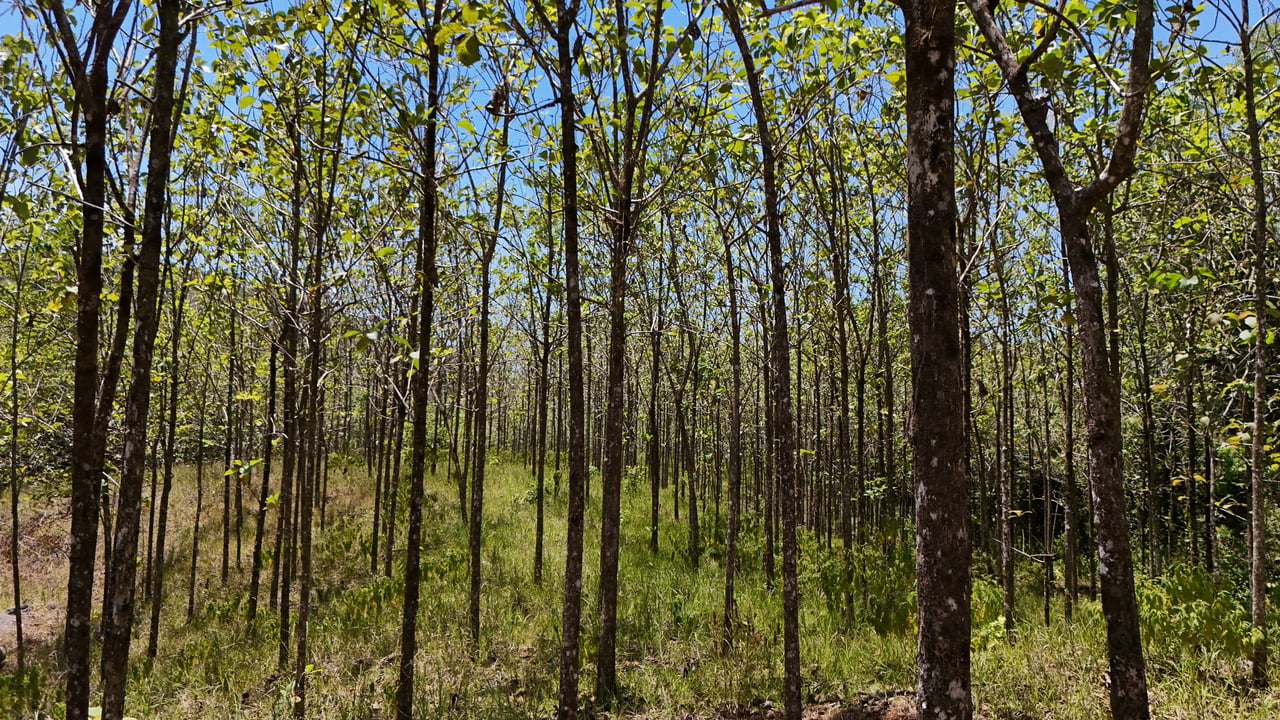 Prime 1.24-Acre Land in Matapalo / San Andrés – Ready to Build