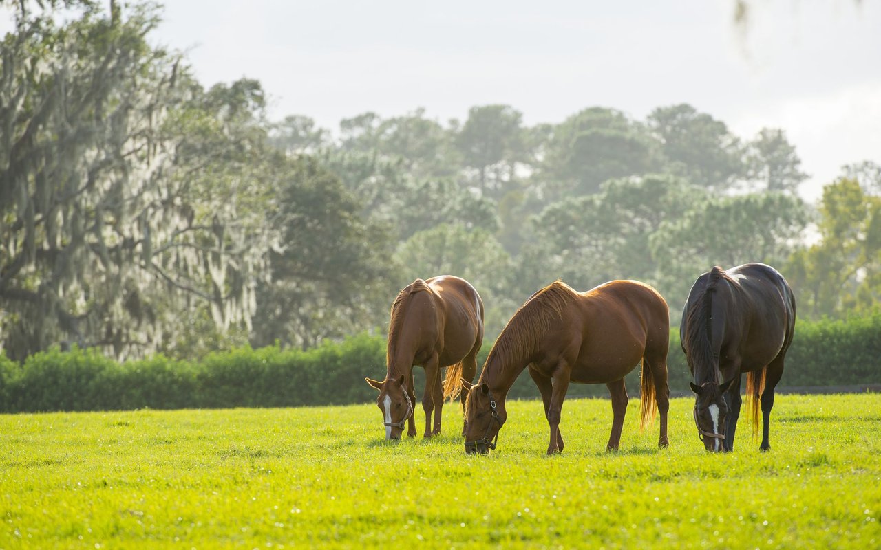 Jupiter Farms