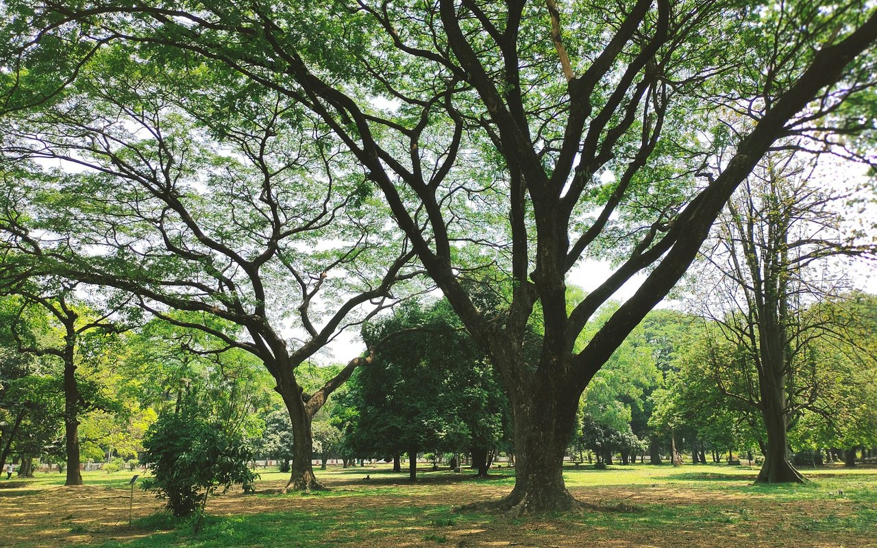 Cedar Grove