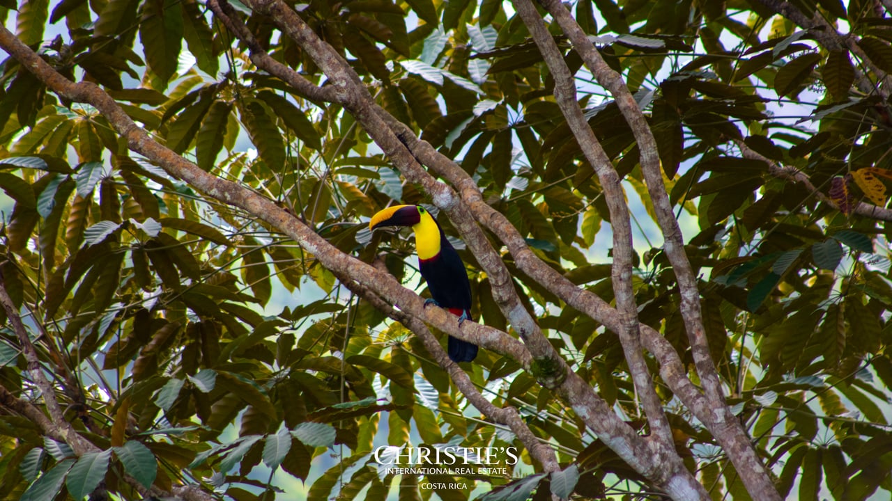 VILLA MAREN | ELEVATED LIVING IN UVITA | DOMINICAL 