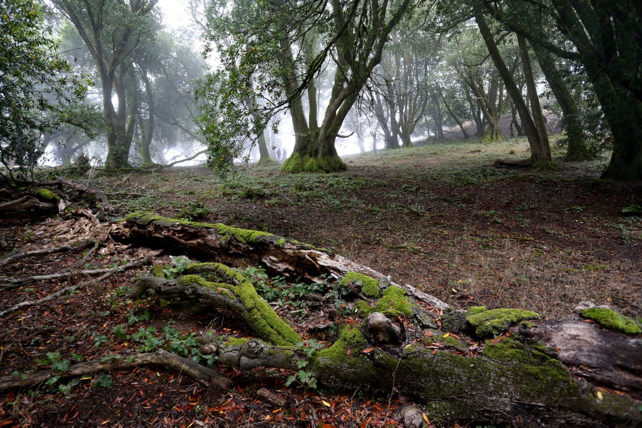 Take a New Path at These Recently Opened Sonoma County Parks