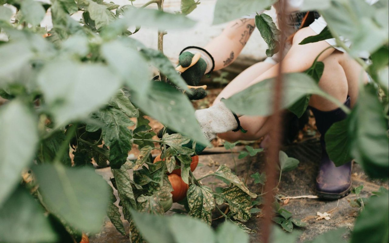 Top Landscaping Tips to Improve Curb Appeal