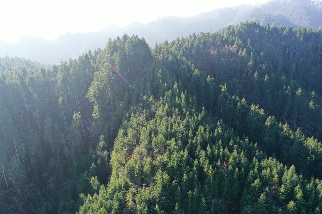 Rust Road Forest