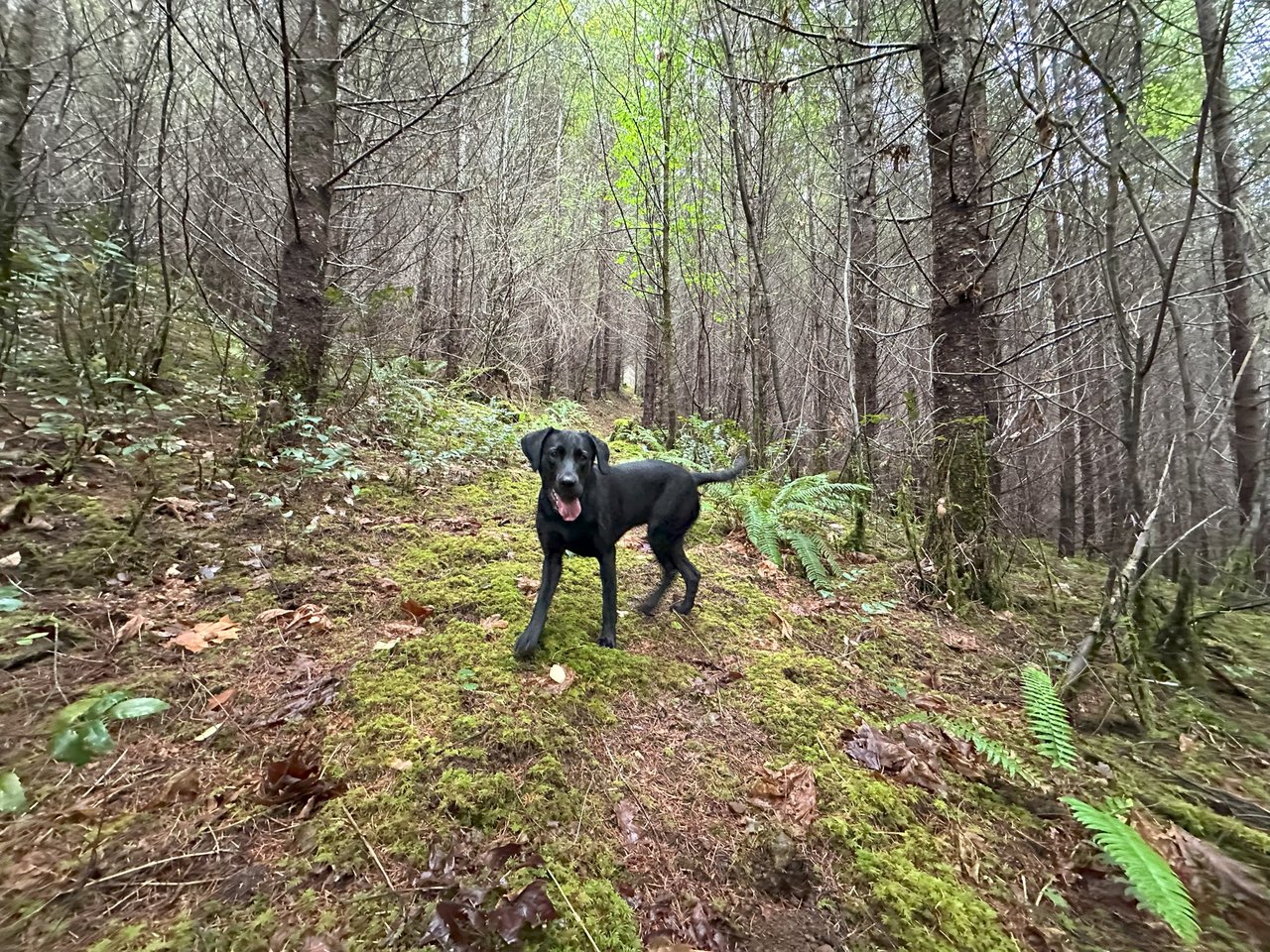 Little Forest