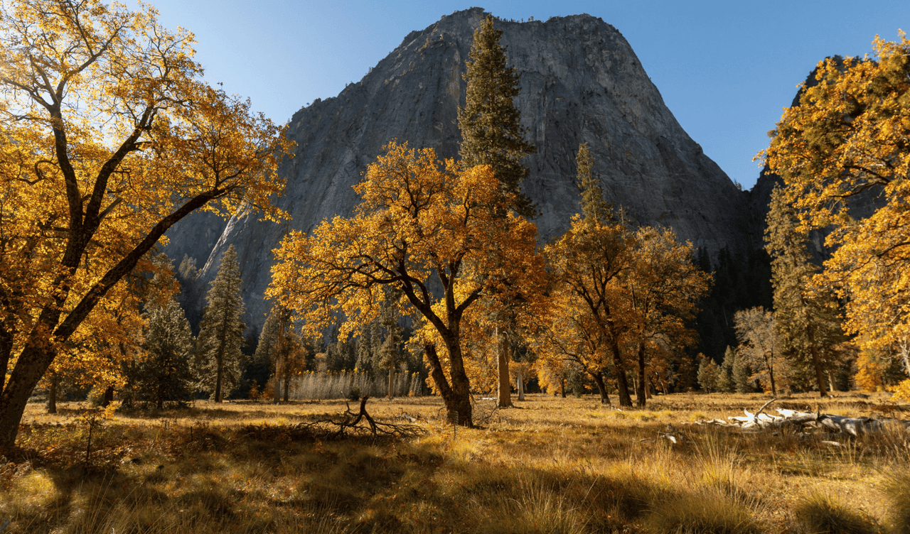 Thriving in Yosemite