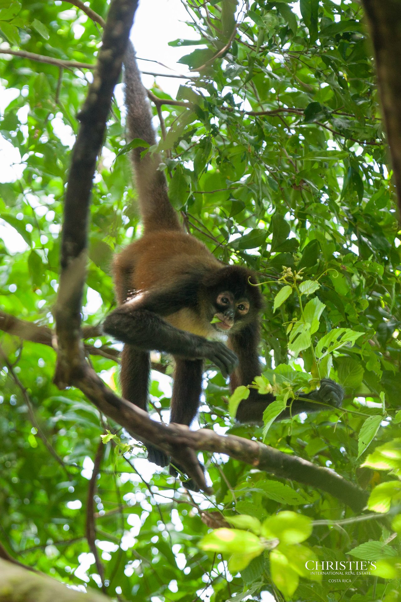 Jungle Islands — Los Mogos