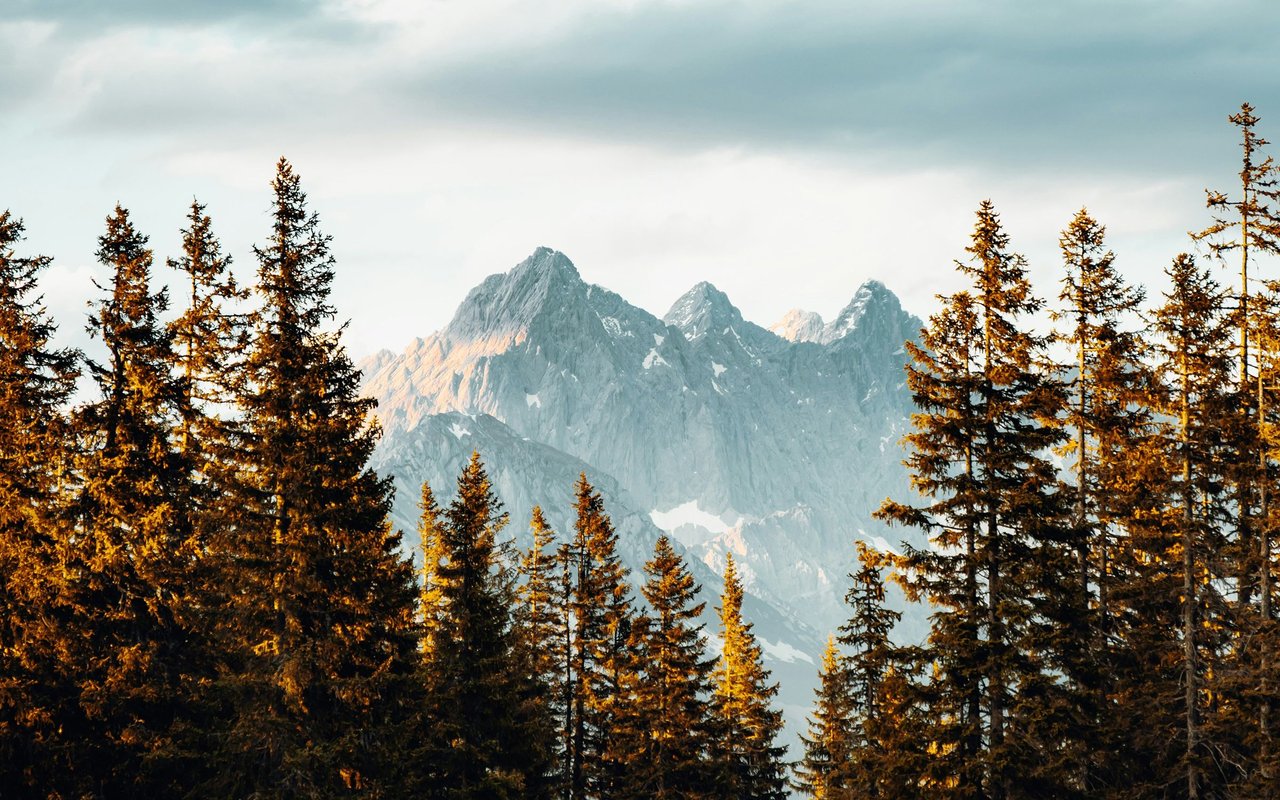 Highland Woods
