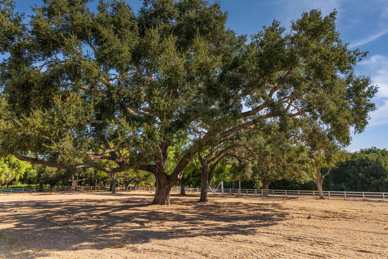Mature oak trees shade a wide, fenced dirt paddock.