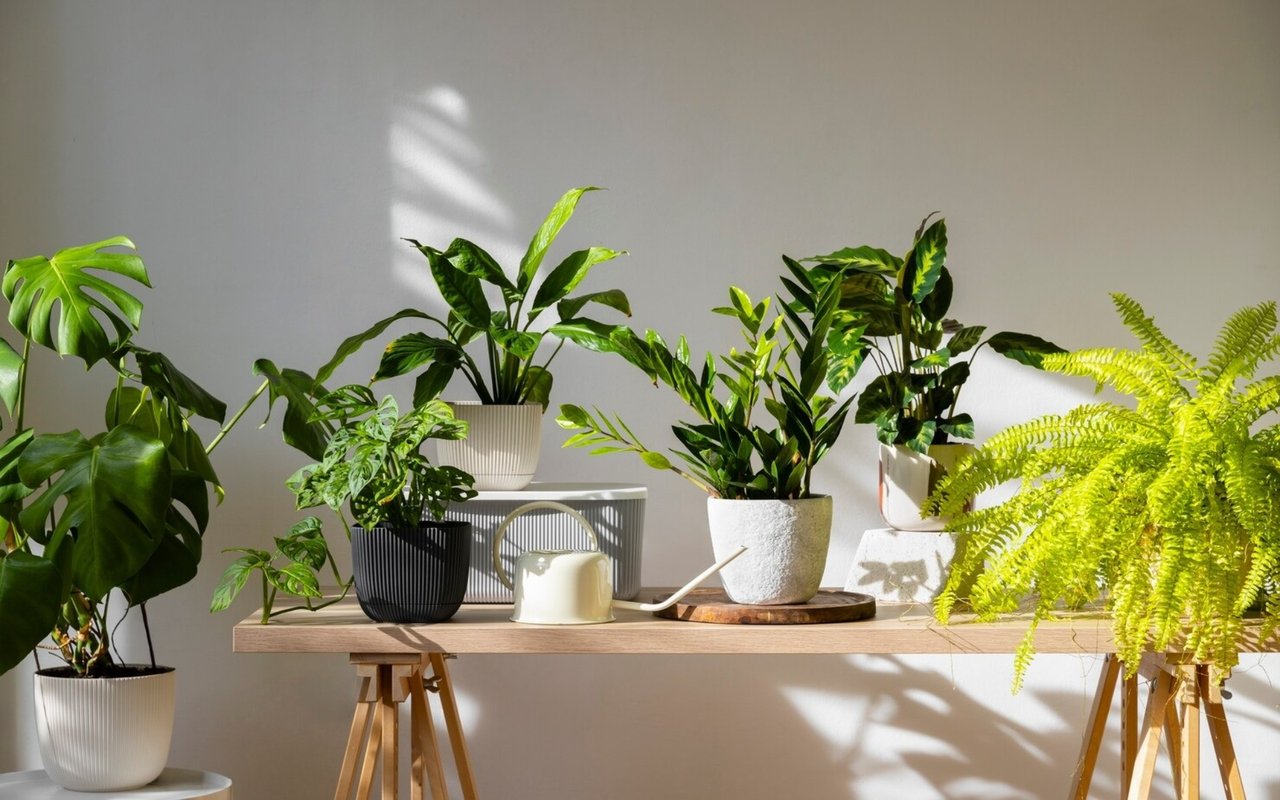Leafy potted houseplants arranged on a wooden table in sunlight.