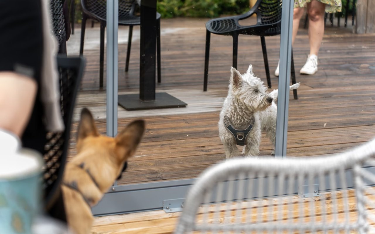 Pet-Friendly Restaurants in Naples, FL