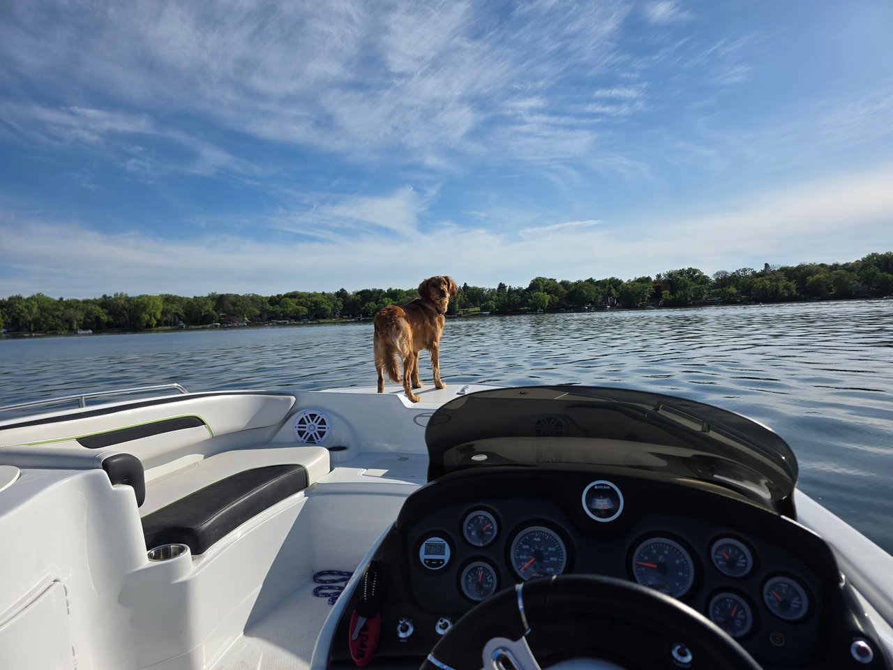 Golden-brown dog on a motorboat bow overlooking a lake and wooded shoreline.
