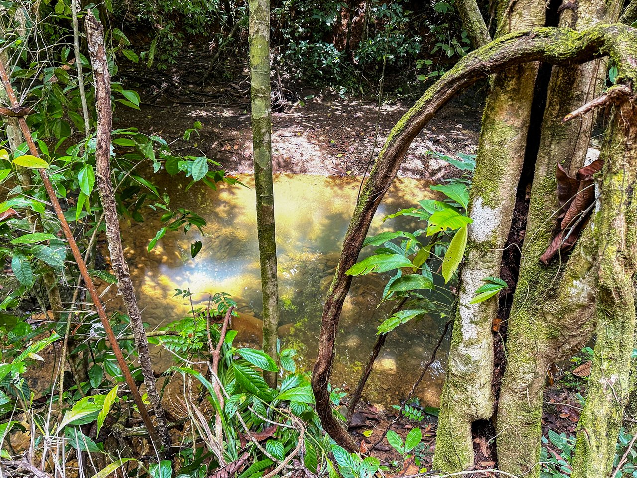 Jungle River Retreat with Airbnb & Build Space in Ojochal