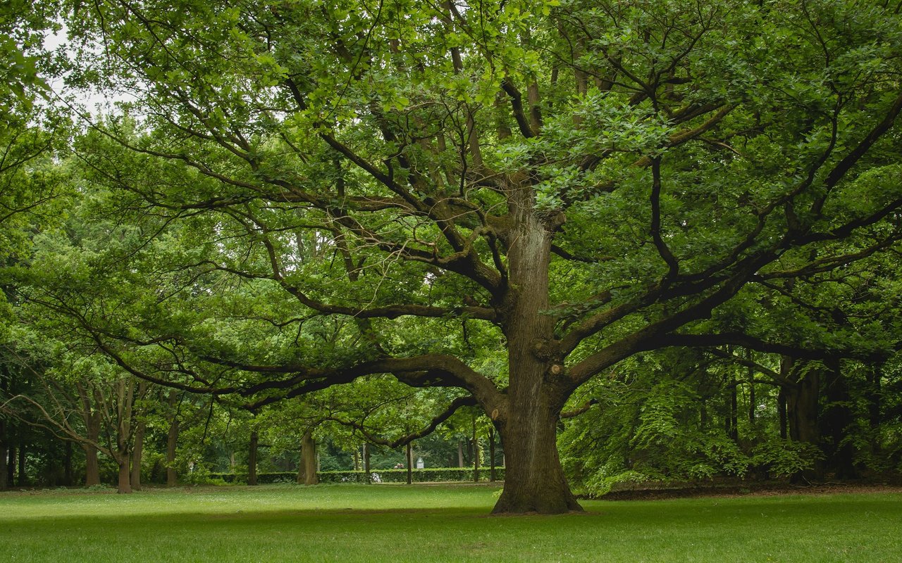 Merry Oaks