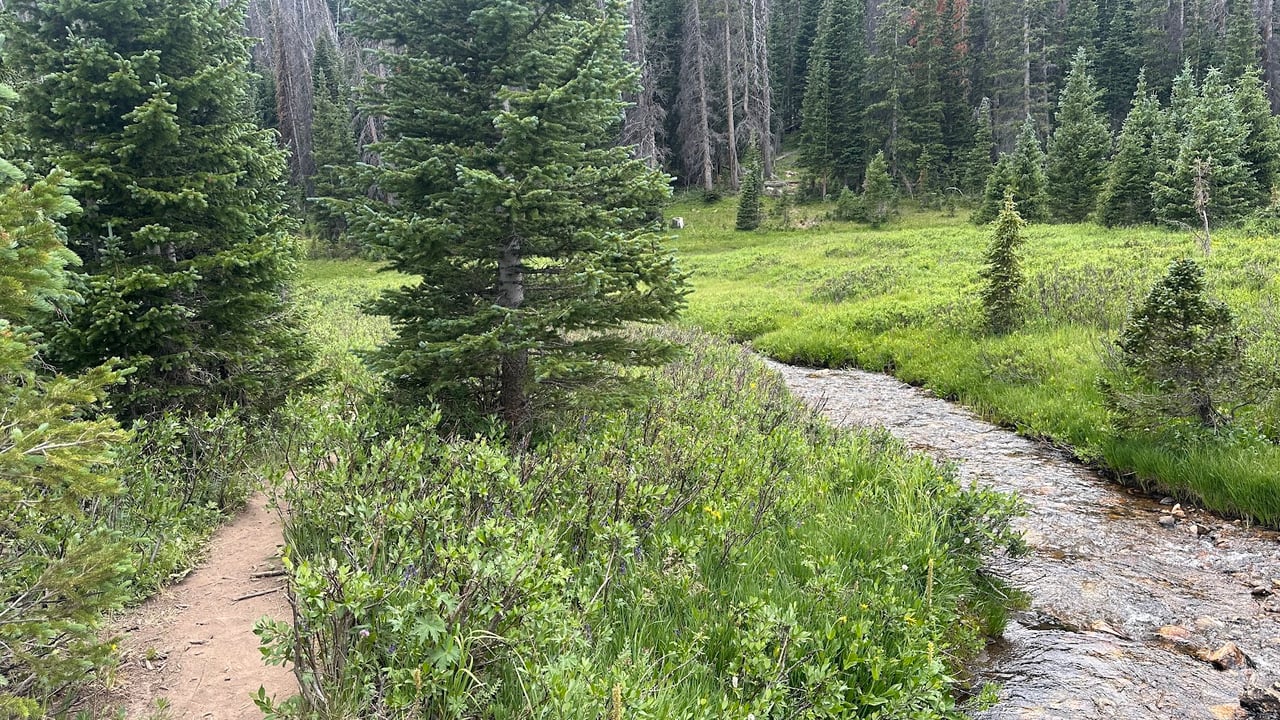 Driving Into the Wild: A Sensory Journey Along Old Fall River Road