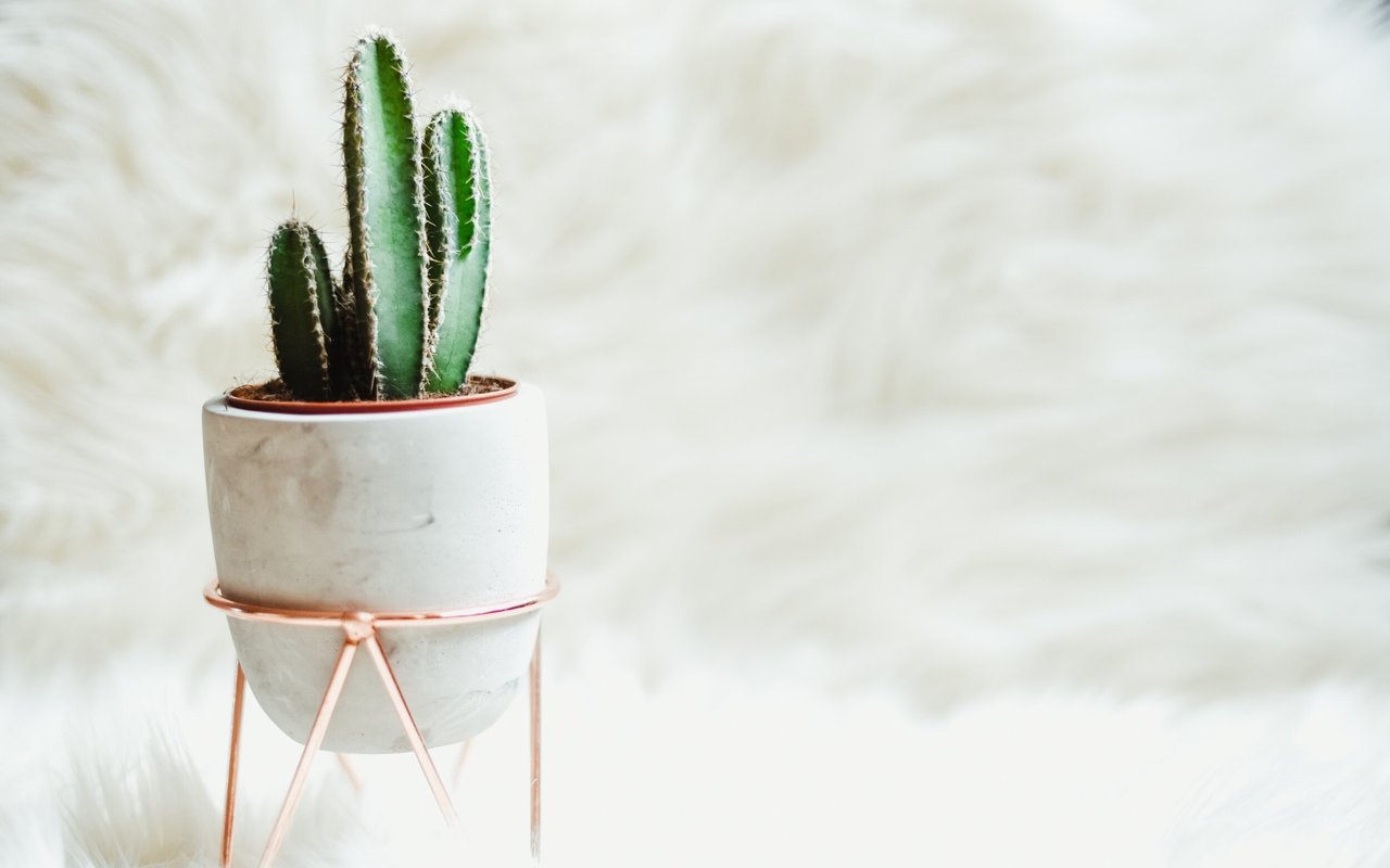 5 Decorating Trends That Might Be Staying in 2019