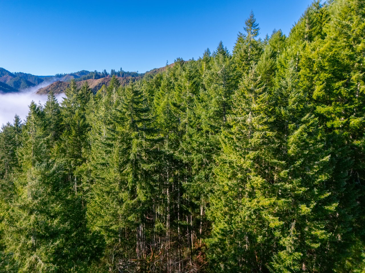 Waite Creek Woodlands