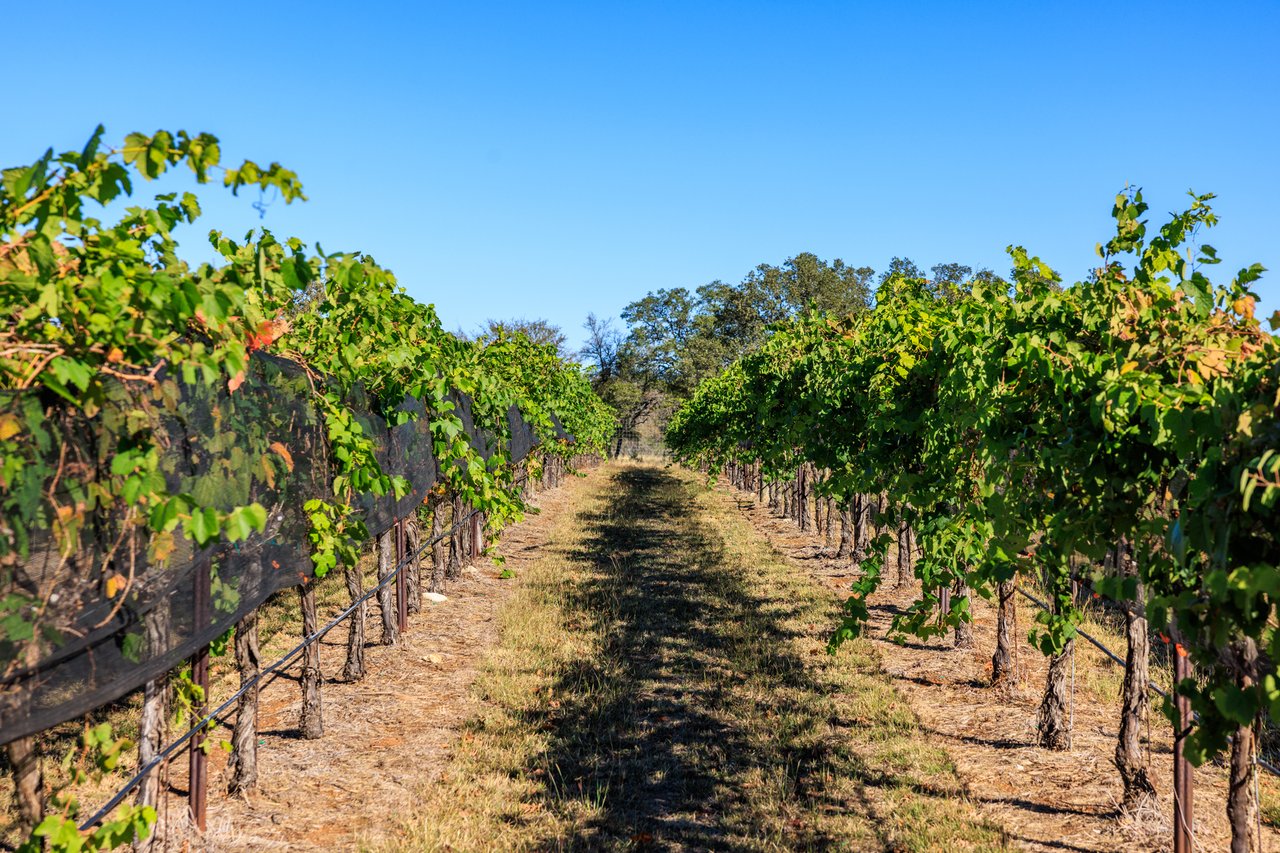 Round Mountain Vineyard