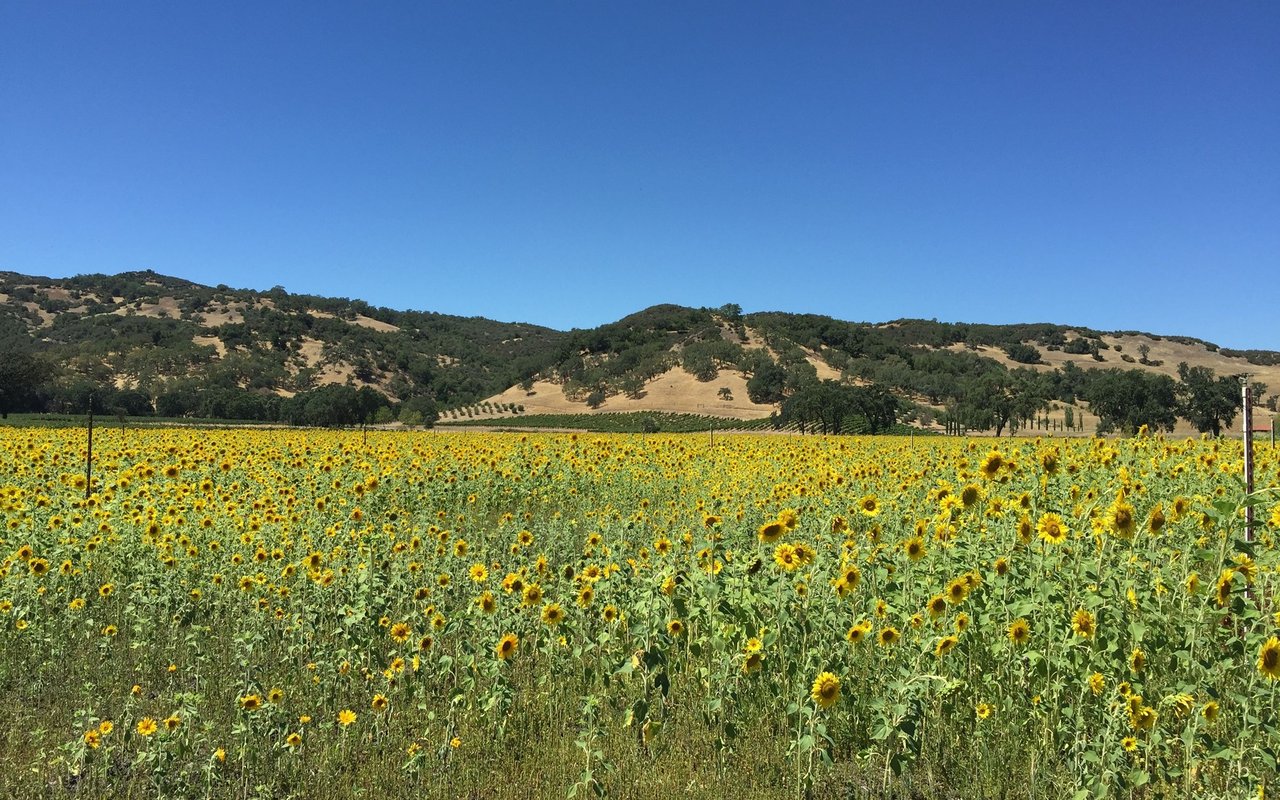 Ukiah