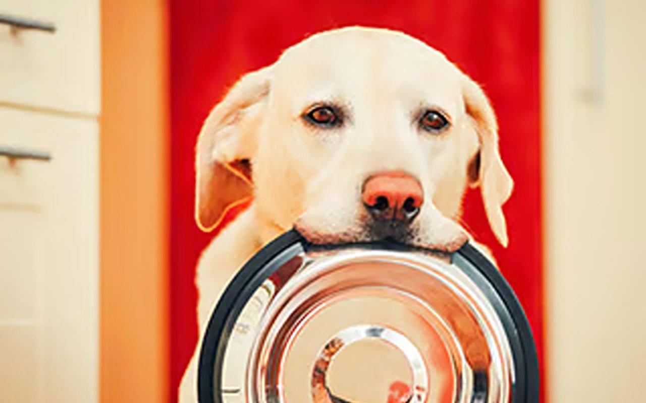 What Breed Of Dogs Are Best For First-Time Homeowner