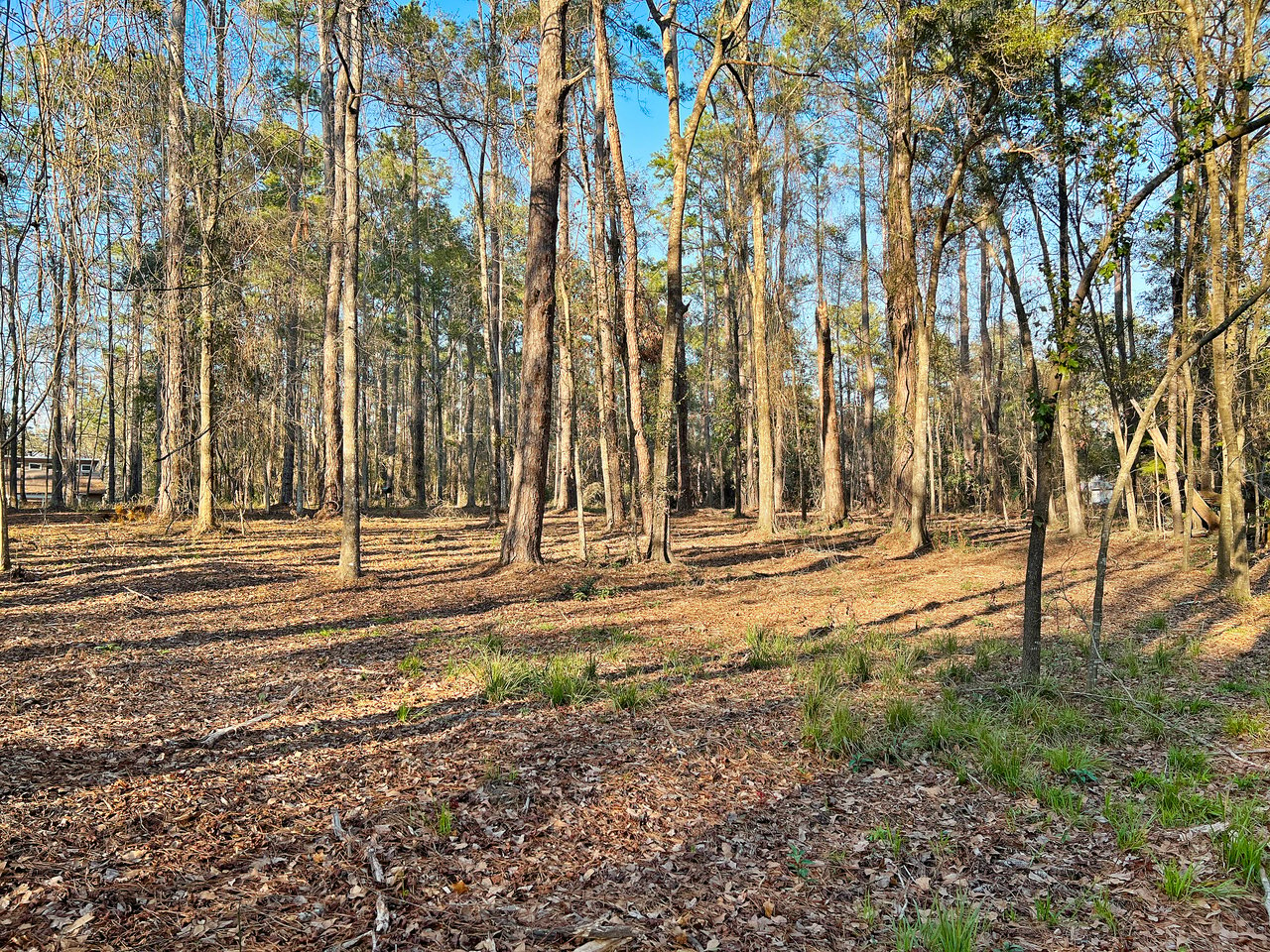 Sunlit forest scene with tall, slender trees casting long shadows on a leaf-covered ground, conveying a serene and peaceful atmosphere.