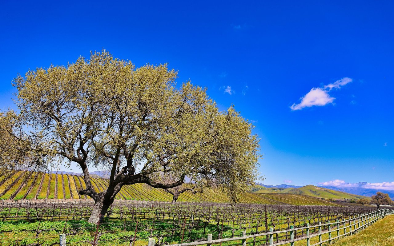 Santa Ynez