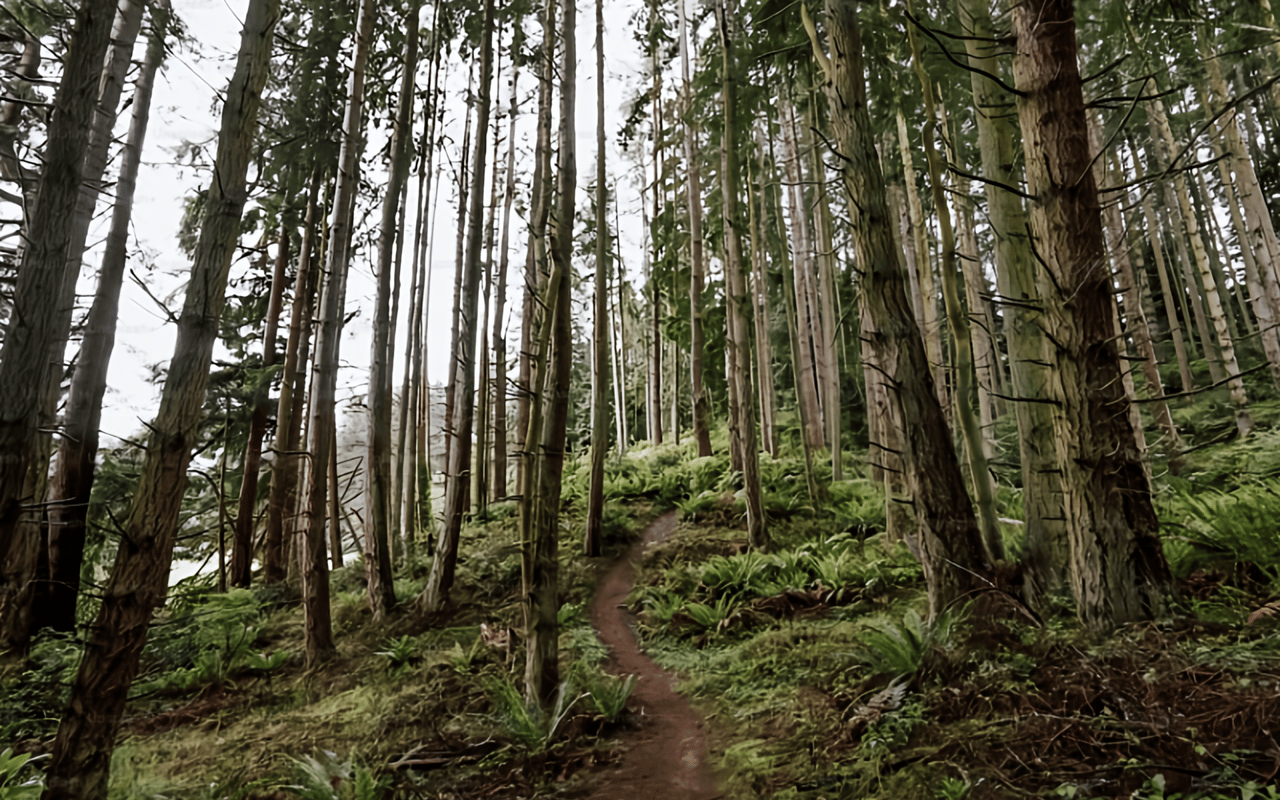 Hiking in Whidbey Island cover