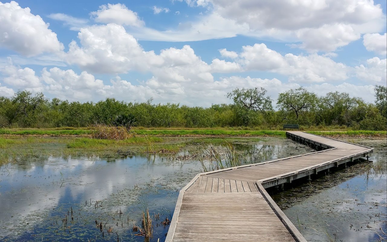 Curving wooden boardwalk across a shallow wetland pond, with grasses and trees beyond.