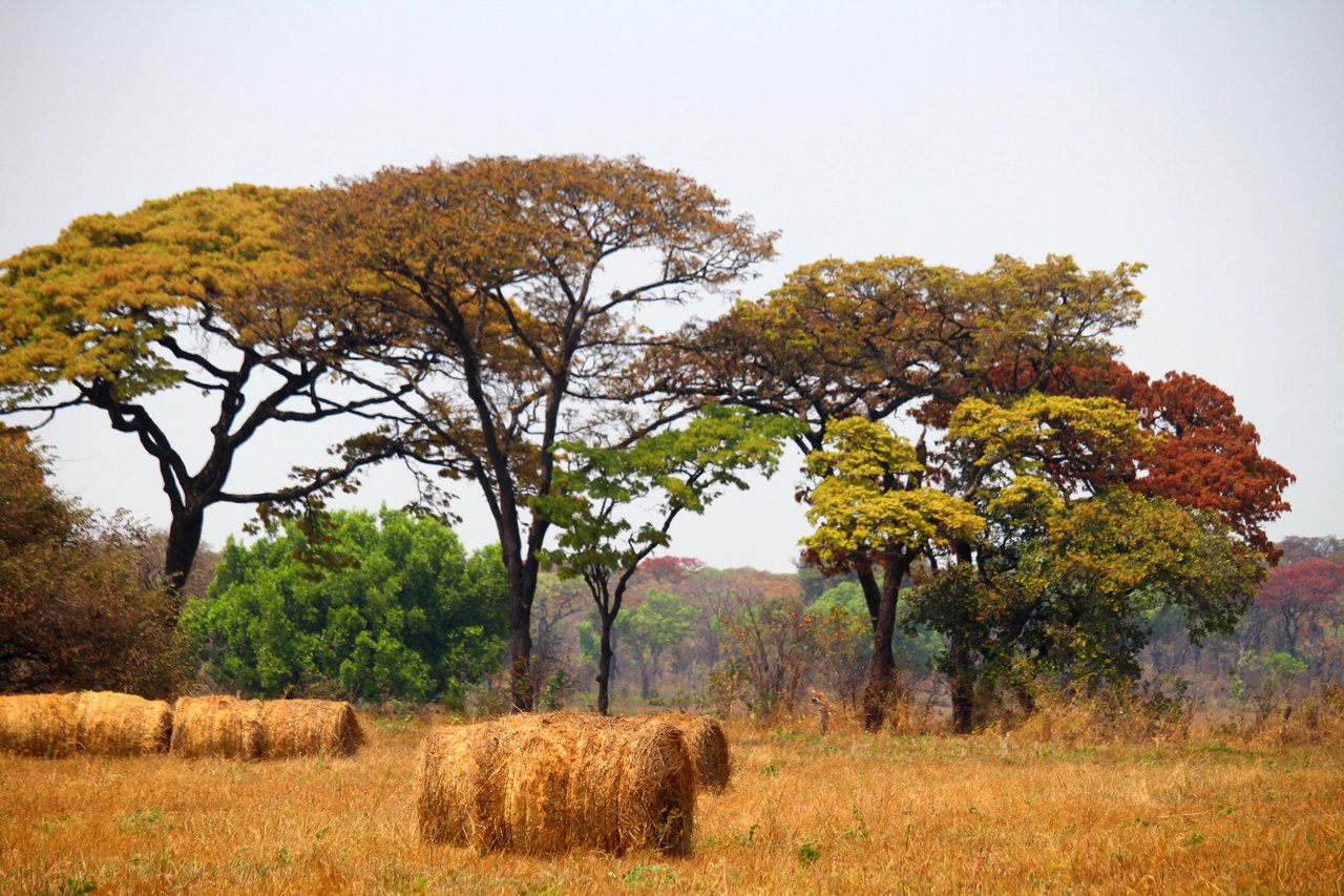 Lazy A Ranch - Zambia