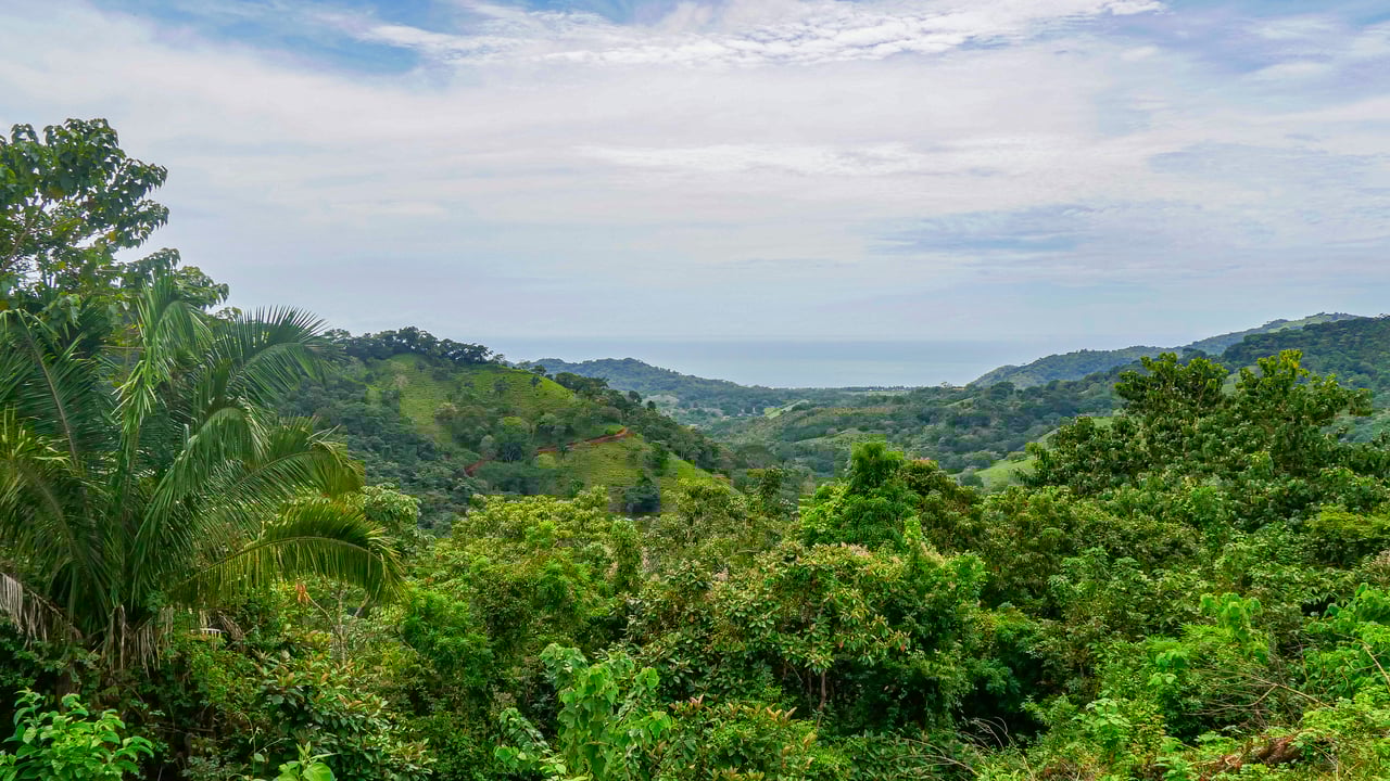 Corozalito Blue Reserve 