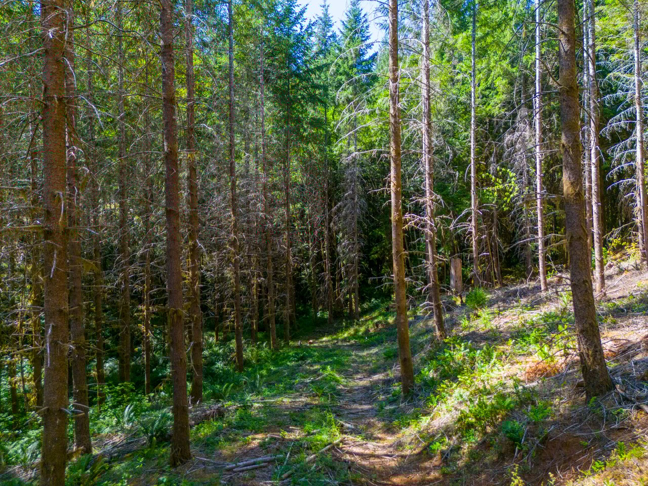Thetford Home & Forest