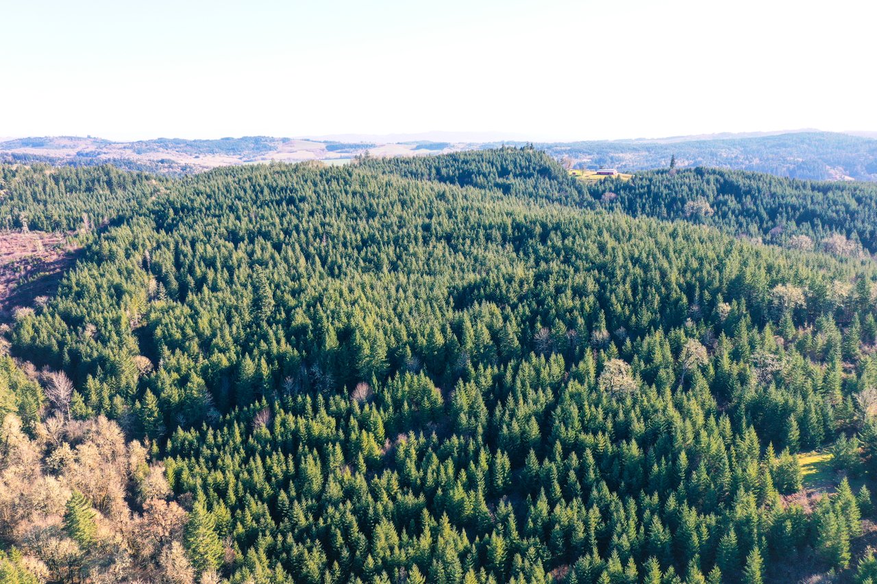 Liberty Forest Auction