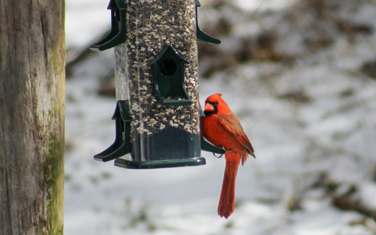 One Way to Safely Have Visitors this Winter