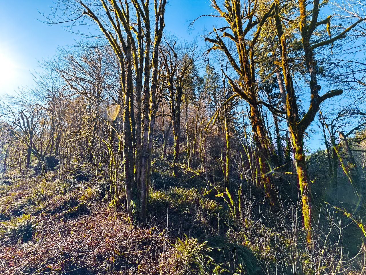 Waite Creek Woodlands